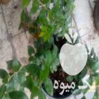 فروش نهال کمیاب بلوبری سفید در قشم در گروه خرید فروش نهال - انواع گردو پسته بادام سلطانی انگور در یکمیوه