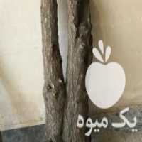 فروش تنه گل یوکا در بابلسر در گروه خرید فروش عمده گیاهان زینتی - گرمسیری آپارتمانی باغچه آب در یکمیوه