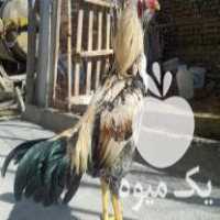 فروش تخم مرغ لاری نطفه دار در نورآباد در گروه انواع تخم ها - مرغ بوقلمون پرنده عمده کشاورزی در یکمیوه