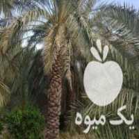 فروش تعدادی نهال نارگیل نیم متری در بوشهر در گروه خرید فروش نهال - انواع گردو پسته بادام سلطانی انگور در یکمیوه