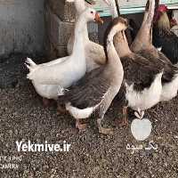 فروش پرندگان اوکراینی در اصفهان در گروه مرغ و خروس و بوقلمون و اردک قو قاز در یکمیوه