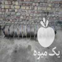 فروش کلوخ کوب چیزر در تربت جام در گروه انواع رب - گوجه انار نارنج خانگی سیب عمده در یکمیوه