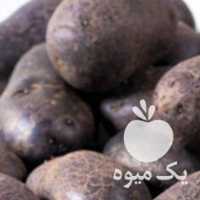 فروش سیب زمینی بنفش در اردبیل در گروه خرید فروش عمده سیب زمینی - زودرس دیررس آگریا اسپریت اردبیل همدان در یکمیوه