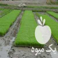 فروش خاک برگ مخصوص سینی نشاء در ساری در گروه خرید فروش نشا - انواع گوجه برنج کاهو پیاز کاری فرنگی در یکمیوه