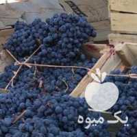 فروش انگور وحشی کردستان سردشت در تهران در گروه خرید فروش عمده انگور - یاقوتی شانی عسگری بی دانه قرمز در یکمیوه