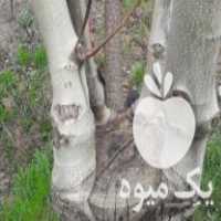 فروش نهالستان گردو برادران خوش دست در گرگان در گروه خرید فروش نهال - انواع گردو پسته بادام سلطانی انگور در یکمیوه