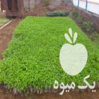 فروش نشا فلفل سوزنی و خیار محلی در تهران در گروه خرید فروش نشا - انواع گوجه برنج کاهو پیاز کاری فرنگی در یکمیوه