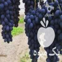 فروش نهال در ورامین در گروه خرید فروش نهال - انواع گردو پسته بادام سلطانی انگور در یکمیوه
