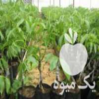 فروش نهالستان گردو برادران خوش دست در میاندوآب در گروه خرید فروش نهال - انواع گردو پسته بادام سلطانی انگور در یکمیوه