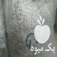 فروش بذر قارچ   در تهران در گروه خرید فروش بذر - انواع محصول کشاورزی گوجه کتان میوه درخت در یکمیوه