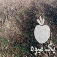 فروش نهال انگور در ارومیه در گروه خرید فروش نهال - انواع گردو پسته بادام سلطانی انگور در یکمیوه