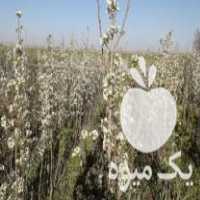 فروش انواع نهال ارزان در بوئین زهرا در گروه خرید فروش نهال - انواع گردو پسته بادام سلطانی انگور در یکمیوه