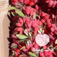 فروش زرشک تازه شاخ در مشهد در گروه خرید فروش عمده ازگیل و تمشک و زرشک - ژاپنی فروش مستقیم در یکمیوه