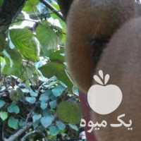 فروش کیوی هایوارد صادراتی در تنکابن در گروه خرید فروش عمده کیوی - صادراتی مازندران تنکابن تالش در یکمیوه