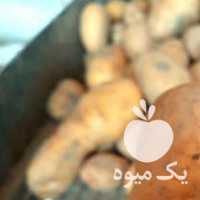 45 تن سیب زمینی اگریا بفروش می رسد در اردبیل در گروه خرید فروش عمده سیب زمینی - زودرس دیررس آگریا اسپریت اردبیل همدان در یکمیوه