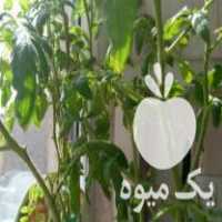 فروش نهال گوجه چند عدد در تهران در گروه خرید فروش نهال - انواع گردو پسته بادام سلطانی انگور در یکمیوه