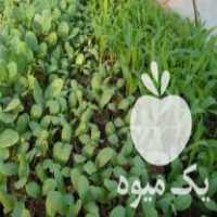 فروش نشا صفی جات:انواع فلفل بادمجان گوجه فرنگی کدو هندوانه خربزه در آستانه اشرفیه در گروه خرید فروش نشا - انواع گوجه برنج کاهو پیاز کاری فرنگی در یکمیوه