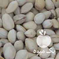 فروش پسته دهن بسته در یزد در گروه پسته - کوهی شامی خام اکبری تازه کله قوچی در یکمیوه