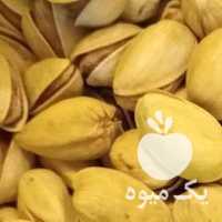 فروش پسته اکبری امسالی و تازه و بدون دهن بسته در یزد در گروه پسته - کوهی شامی خام اکبری تازه کله قوچی در یکمیوه