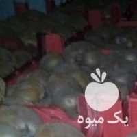 فروش کیوی دوقلو و متوسط در تنکابن در گروه خرید فروش عمده کیوی - صادراتی مازندران تنکابن تالش در یکمیوه
