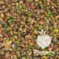 فروش فـروش عــمده مغز بنه پسته کوهی در تهران در گروه پسته - کوهی شامی خام اکبری تازه کله قوچی در یکمیوه