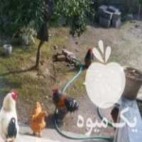 فروش مرغهای زینتی در بابلسر در گروه خرید فروش عمده چوب- زغال چوب گردو تبریزی خام در یکمیوه