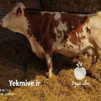 فروش گاو سیمینتال و هلشتای در آق قلا در گروه گاو و گوسفند و میش و بز کهره گوساله سمینتال در یکمیوه