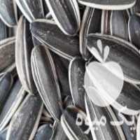 فروش عمده بذر مرغوب تخمه ، تخمه امیر در شیراز در گروه خرید فروش عمده آفتابگردان - تخمه خوی دیم گل در یکمیوه