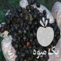 فروش بذر درخت پالم در تنکابن در گروه خرید فروش بذر - انواع محصول کشاورزی گوجه کتان میوه درخت در یکمیوه