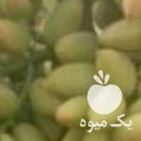 فروش نهال پسته وارداتی در دامغان در گروه خرید فروش نهال - انواع گردو پسته بادام سلطانی انگور در یکمیوه