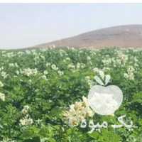 فروش سیب زمینی بذری آگریا 97 وارداتی در اردبیل در گروه خرید فروش عمده سیب زمینی - زودرس دیررس آگریا اسپریت اردبیل همدان در یکمیوه