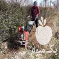 آگهی مشابه فروش شخم زنی با تیلر در تهران در گروه خرید فروش ابزار ها و تجهیزات کشاورزی - دستی برقی ماشینی بیل کلنگ در یکمیوه