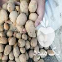 فروش سیب زمینی بذری در الیگودرز در گروه خرید فروش عمده سیب زمینی - زودرس دیررس آگریا اسپریت اردبیل همدان در یکمیوه