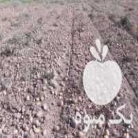 فروش 20 تن سیب زمینی سانته طرح اول جیرفت جهت کشت در سوغان و ساردو در کرمان  در گروه خرید فروش عمده سیب زمینی - زودرس دیررس آگریا اسپریت اردبیل همدان در یکمیوه