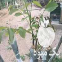 فروش گردو برادران خوش دست در جلفا در گروه خرید فروش نهال - انواع گردو پسته بادام سلطانی انگور در یکمیوه