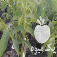 فروش نهالستان گردو برادران خوش دست در سنندج در گروه خرید فروش نهال - انواع گردو پسته بادام سلطانی انگور در یکمیوه