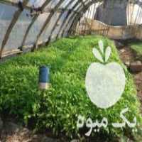 فروش نهال گوجه‌فرهنگی در میرآباد در گروه خرید فروش نهال - انواع گردو پسته بادام سلطانی انگور در یکمیوه