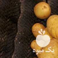 آگهی مشابه فروش سیب زمینی جلی در همدان در گروه خرید فروش عمده سیب زمینی - زودرس دیررس آگریا اسپریت اردبیل همدان در یکمیوه