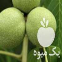فروش نهال گردو دو ساله در سلماس در گروه خرید فروش نهال - انواع گردو پسته بادام سلطانی انگور در یکمیوه