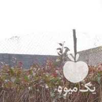 فروش نهال پسته در قم در گروه خرید فروش نهال - انواع گردو پسته بادام سلطانی انگور در یکمیوه