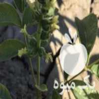 فروش نهال گردو دوساله در سلماس در گروه خرید فروش نهال - انواع گردو پسته بادام سلطانی انگور در یکمیوه