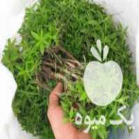 فروش نشا مرزنجوش گل مغربی زوفا اویشن ومریم گلی و گاوزبان در بهشهر در گروه خرید فروش نشا - انواع گوجه برنج کاهو پیاز کاری فرنگی در یکمیوه