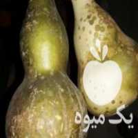 فروش یه جا عمده کدو قلیانی و نشا گوجه و گل رز و گاوزبان در بهشهر در گروه خرید فروش نشا - انواع گوجه برنج کاهو پیاز کاری فرنگی در یکمیوه