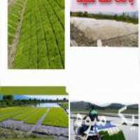 فروش بانک نشا سبزینه سید در کردکوی در گروه خرید فروش نشا - انواع گوجه برنج کاهو پیاز کاری فرنگی در یکمیوه