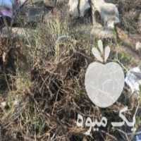 فروش نهال گل سرخ محمدی پر ریشه در مرند در گروه خرید فروش نهال - انواع گردو پسته بادام سلطانی انگور در یکمیوه