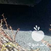 فروش نهال زرشک در بیرجند در گروه خرید فروش نهال - انواع گردو پسته بادام سلطانی انگور در یکمیوه