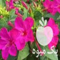 فروش بذر گل لاله عباسی صورتی-سرخابی در کرمان  در گروه خرید فروش عمده گیاهان زینتی - گرمسیری آپارتمانی باغچه آب در یکمیوه