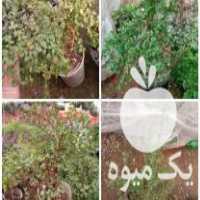 فروش گل‌های برگ بیدی ، نازیخی ، چمن عروس ، برگ بیدی بنفش ، شاخ بزی در محلات در گروه خرید فروش عمده گیاهان زینتی - گرمسیری آپارتمانی باغچه آب در یکمیوه