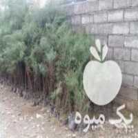 فروش نهال سرو و کاج در خرم آباد در گروه خرید فروش نهال - انواع گردو پسته بادام سلطانی انگور در یکمیوه