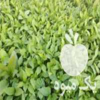 فروش نشا صیفی جات در بابل  در گروه خرید فروش نشا - انواع گوجه برنج کاهو پیاز کاری فرنگی در یکمیوه